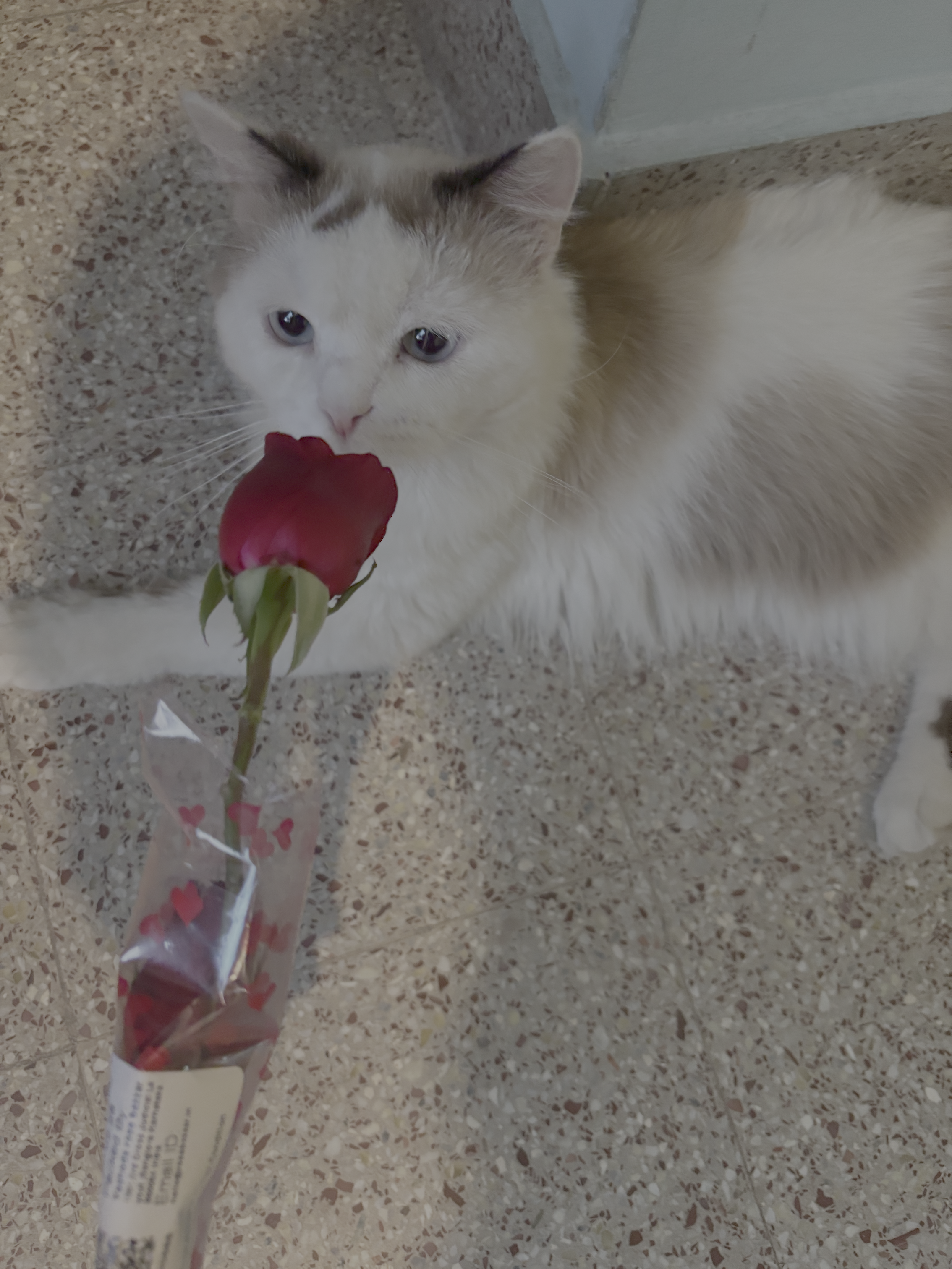 Cat wit roses